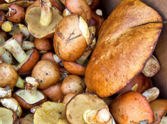 Можно ли собирать грибы осенью-2024 в лесах в Волгоградской области: ответ чиновников 