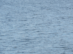 В Камышине напротив элеватора из реки подняли тело утопленника