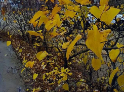 Еще по троим скончавшимся от коронавируса жителям Волгоградской области  появилось «информационное сопровождение» областного оперштаба