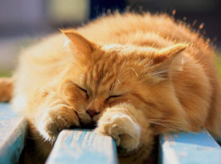 Четверг в Камышине обещает быть солнечным, но морозным