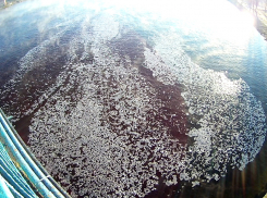 В Камышине река Волга покрылась ужасным неизвестным явлением