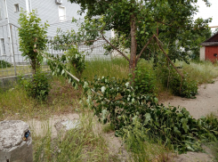 В Камышине усиливающийся ветер повалил уже несколько деревьев