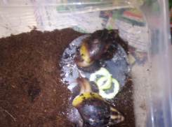 На предложение в сети об африканской улитке камышане поинтересовались: «А ее есть можно?»