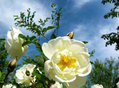 В Камышине сегодня, 17 мая, наступит лето