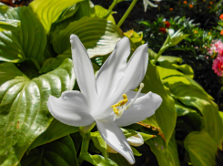 Предгрозовую жару показывают синоптики в Камышине в конце недели