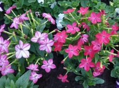 Камышин снова попадает в полосу дождей