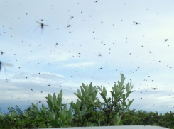 В Камышине стремительно умножились полчища мошки