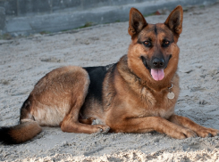 Вступил в законную силу приговор замначальнику отдела Камышинской «пятерки», мухлевавшему с покупкой служебных собак