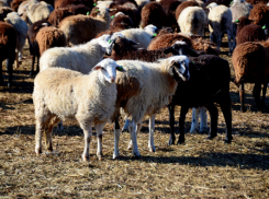 Почему в Камышинском районе овцеводы «сосредоточились» на «эдильбаях» и «волгоградских мериносах»