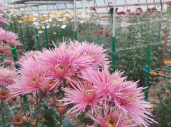 В кантри-стиле: «Бал хризантем» поражает посетителей обилием сортов