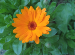 В Камышине в первый день лета будет +25, но в первой декаде июня температура пойдет на спад