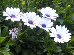 В Камышине наступивший понедельник будет теплым, но к концу недели синоптики объявили резкое похолодание