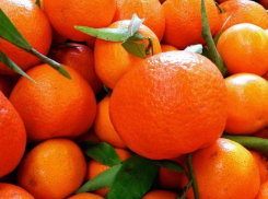 Роспотребнадзор написал для камышан и всех жителей области «новеллу» о пользе мандаринов