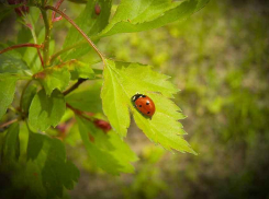 Директор городского парка Комсомольцев-добровольцев в Камышине решил устроить «химатаку» на клещей