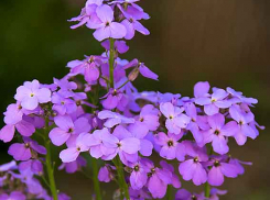 После ночного дождя в Камышине будет проглядывать солнце