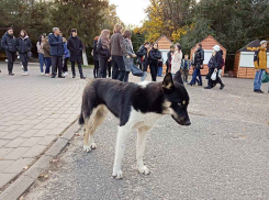 Суд взыскал с администрации почти 300 тысяч за искусанного бродячими собаками школьника