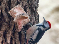 В Камышине ночью 22 февраля столбики термометров опускались до 15 градусов мороза