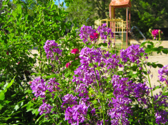 В Камышине вот-вот будет «пробита» 30-градсная отметка: погодная повестка на 27 мая