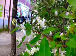 Камышане с сожалением узнали, что  в Wildberries ввели штрафы в 100 рублей за отказ от каждого товара