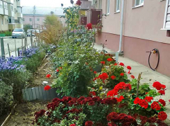 Администрация Камышина пообещала премии за самый зеленый двор и лучшую клумбу