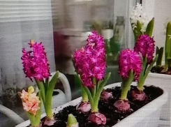 В честь кого в Камышине распустились цветы «от бога Аполлона» (ВИДЕО)