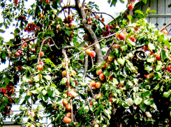 На камышинских рынках «нипочем» предлагают сливу 