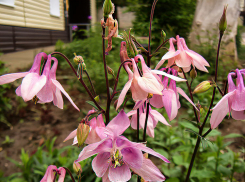 В Камышине 13 мая солнечно и тепло, но впереди новые дожди