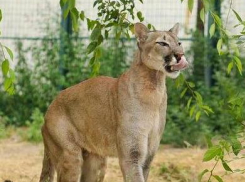 Волонтеры вывезли из Донецка в Волгоград для спасения пуму, но кот заболел и погиб