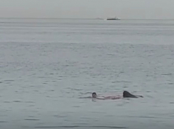В Египте акула напала на туриста, свидетелем гибели стал новороссиец: кадры не для слабонервных, - «Блокнот Новороссийска» (ВИДЕО)