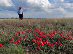 В Волгоградской области можно увидеть море полевых тюльпанов - удивительной красоты зрелище!