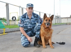 Главный полицейский Камышина анонсировал открытие центра сыскных собак в городе