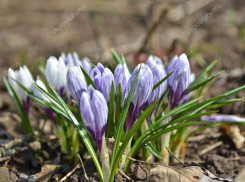 Синоптики обещают камышанам сегодня +6 и аномально теплый март