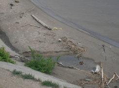 «Наблюдала, как чайки терзали под мостом выброшенную на берег рыбину - может, пора уже гнилые останки убрать?» - камышанка