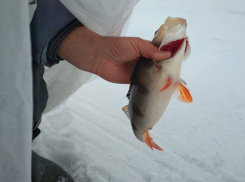 1 января принесло аппетитный улов камышинским рыбакам в двух шагах от дома