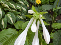 Обещанная камышанам ночная гроза не состоялась, но синоптики настаивают на дожде 13 августа