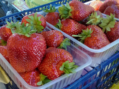 На камышинских тепличных клубничных плантациях после майских праздников фермеры готовятся собрать первый урожай ягоды 