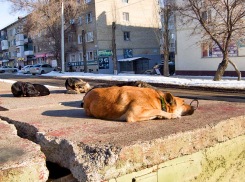 И как прикажете вести ребенка в детскую больницу сквозь лежбище бродячих собак? - камышанка