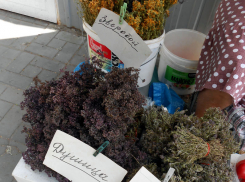 Камышинские бабушки-травницы начали «чес» по степям? - камышанка