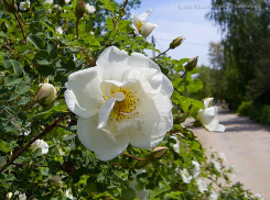 Дожди и северный ветер временно собьют жару в Камышине (ВИДЕО)