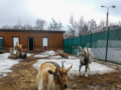 Питомцы камышинского мини-зоосада вышли на прогулки после зимовки упитанными
