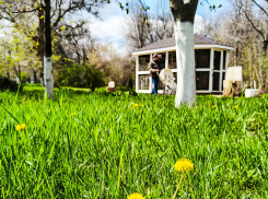 Почему в Камышине белок в парке не отпускают на свободу, а держат взаперти? - камышанка