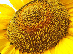 В Волгоградской области аграрии «сосредоточатся» на подсолнечнике