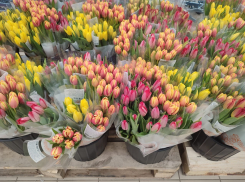 В «тюльпановой» конкуренции в Камышине пока побеждают сетевики