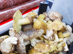 Камышинские грибники набрали в лесах первые лукошки маслят и зеленушек