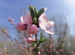 В Камышине расцвели персики