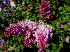 Температура воздуха в Камышине продолжает повышаться