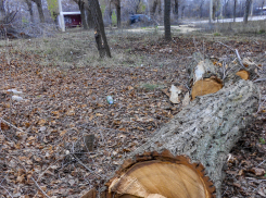 В Камышине решили пустить на щепки высохшие заросли парка Текстильщиков 