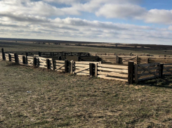 В соседних с Камышинским районах негодяи в масках и с битами похищали овец
