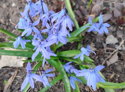 В Камышине у многоэтажек расцвели пролески и «разрешили» весну