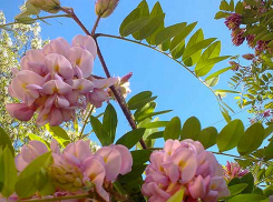 Контрольно-счетная палата Камышина обнаружила, что при работах по озеленению МБУ «Благоустройство» начислило сотрудникам лишнюю зарплату